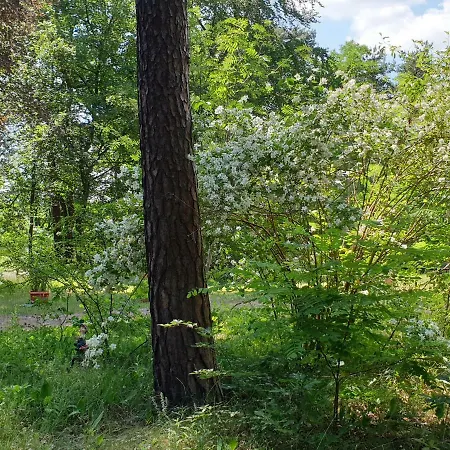 Waldfrieden Am Scharmutzelsee *